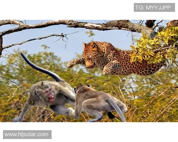 猴子与足球明星的奇妙联系揭示了运动与动物世界的趣味交融 猴子与足球明星的奇妙联系揭示了运动与动物世界的趣味交融